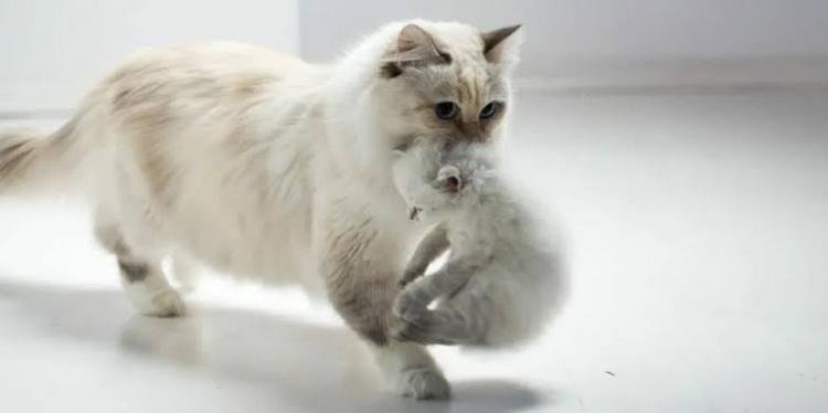 Ternyata Ini Alasan Kucing Sering Pindahkan Bayinya