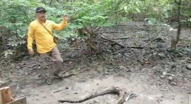 BBKSDA Riau Lepasliarkan 5 Ekor Ular Sanca dan 2 Ekor Buaya Ke Alamnya
