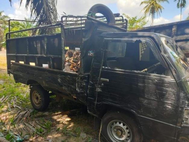 Babi Terlempar dari Bak Usai Mobil Pikap L300 Tabrakan di Pelalawan