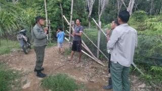 3 Ekor Beruang Madu Masuk Kebun Karet Warga Kuansing