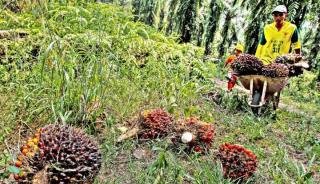 Harga TBS Sawit di Riau Periode 05-11 Januari 2022 Naik Jadi Rp3.179,57 per Kg