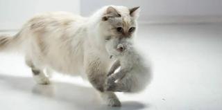 Ternyata Ini Alasan Kucing Sering Pindahkan Bayinya