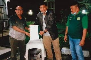 Tim BBKSDA Riau Jemput Satwa Dilindungi di Rumah Dinas Sekdakab Siak