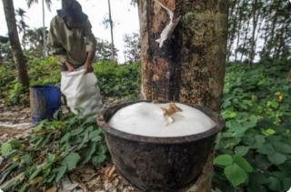 Harga Bahan Olahan Karet di Riau Naik, Segini Rinciannya