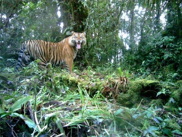 Diduga Dimangsa Harimau, Penebang Liar Tewas di Teluk Lanus Siak