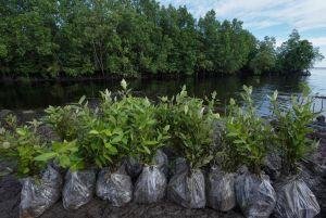 BRGM Beberkan Strategi Rehabilitasi Mangrove dan Restorasi Gambut