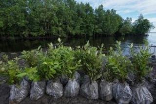 BRGM Beberkan Strategi Rehabilitasi Mangrove dan Restorasi Gambut