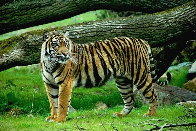 Diserang Harimau Sumatera di PT SPA, Arif Nyaris Tewas