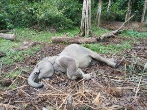 Anak Gajah Ditemukan Mati di TWA Buluh Cina Kampar, Ini Penyebabnya