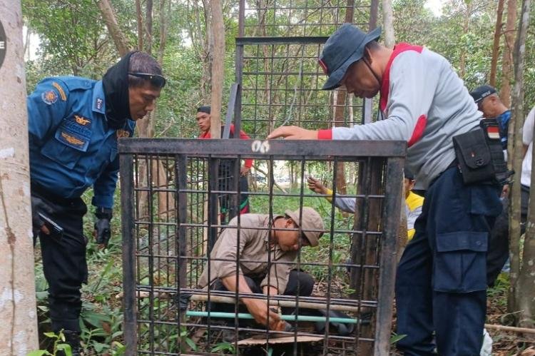 Heboh Harimau Masuk Kota Siak, Ini Penjelasan BBKSDA Riau