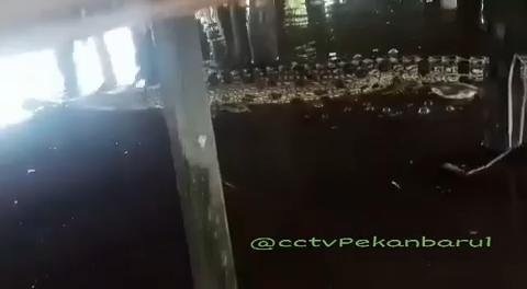 Viral! Buaya Raksasa Muncul di Sungai Siak