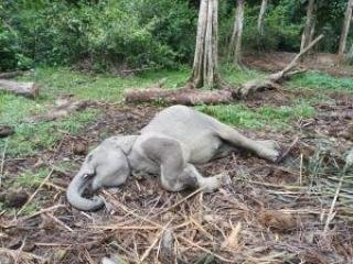 Anak Gajah Ditemukan Mati di TWA Buluh Cina Kampar, Ini Penyebabnya