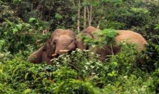 Gajah Sumatra Liar di Riau akan Dipantau dengan GPS Collar