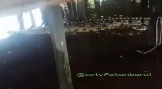 Viral! Buaya Raksasa Muncul di Sungai Siak