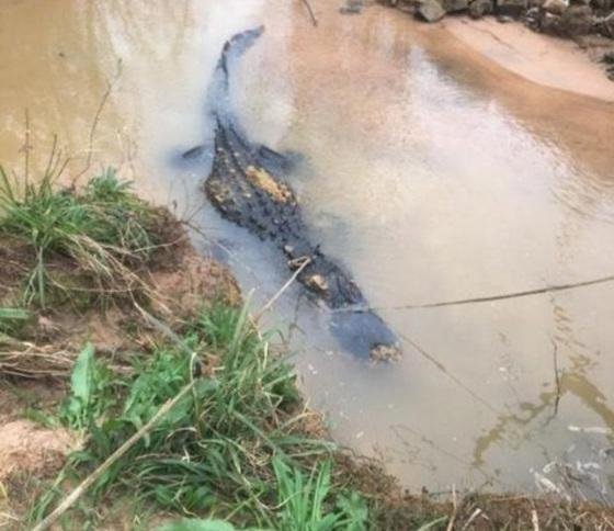 Peternak Sapi di Rohil Hilang Diterkam Buaya saat Cari Rumput, Begini Penjelasan Polisi