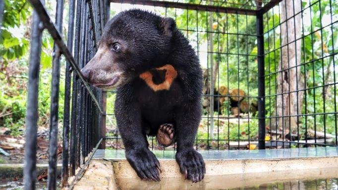 BBKSDA Riau Evakuasi Beruang yang Berkeliaran di Permukiman