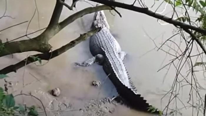 Konflik Buaya dan Manusia Kembali Terjadi di Riau, Petani di Kuansing Luka-luka