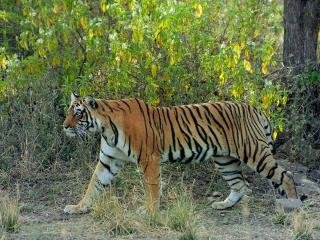 Harimau Muncul di Kebun Perusahaan, PTPN V Gerak Cepat Lindungi Karyawan