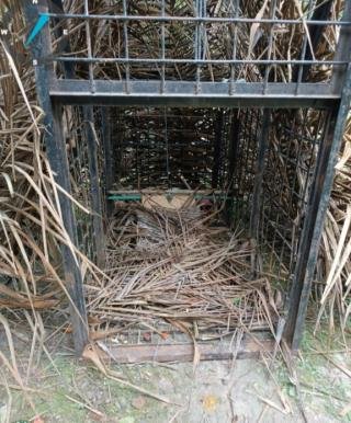 Pasang Kandang Jebakan, Petugas Gunakan Sisa Daging Sapi Yang Dimangsa Harimau