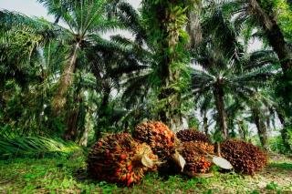 Naik Tipis, Ini Daftar Harga TBS Sawit Riau Periode 22-28 Februari 2023