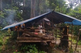 Petugas Musnahkan Empat Pondok Liar dan Tanaman Sawit di Rimbang Baling Kuansing Riau
