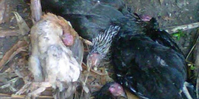 Hasil Uji Laboratorium Ayam Mati Mendadak Belum Keluar, Masyarakat Diminta Tetap Waspada