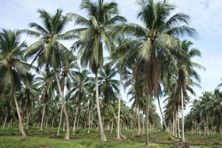 Minggu Kedua Maret 2023, Harga Komoditi Perkebunan Riau Secara Umum Naik