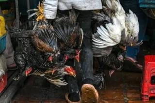 Ini Imbauan DPKH Riau Hadapi Flu Burung