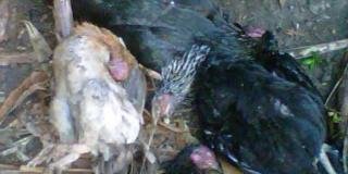 Hasil Uji Laboratorium Ayam Mati Mendadak Belum Keluar, Masyarakat Diminta Tetap Waspada