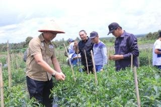 Kadis Ketapang Apresiasi Panen Raya Cabai PD Sarana Pangan Madani