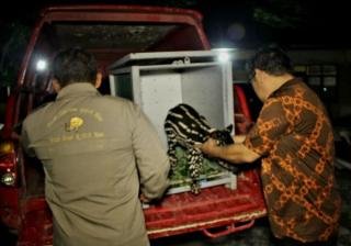 Duh Kasihan, Ada Bayi Tapir Menyusui Ditinggalkan Induknya