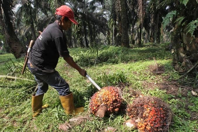 Harga TBS Sawit Riau Turun, Ini Daftarnya untuk Periode 19 April - 2 Mei 2023