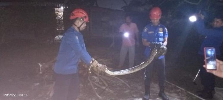 Sejak Januari hingga Februari 2023, DPKP Pekanbaru Sudah Lakukan 45 Kasus Penyelamatan