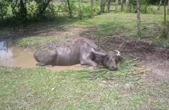 Ini Hasil Investigasi Kerbau Mati di Kuansing Riau