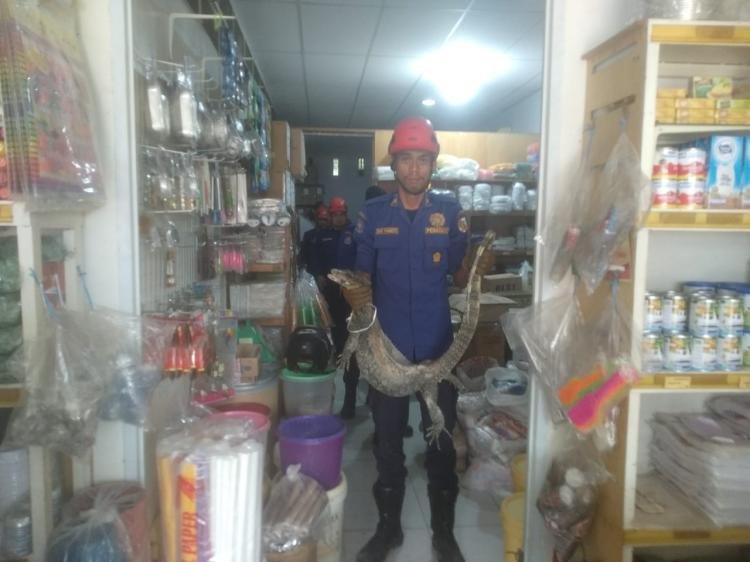 DPKP Pekanbaru Atasi 98 Kasus Penyelamatan, Gangguan Hewan Liar hingga Pohon Tumbang