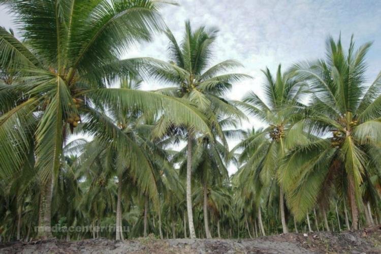 Harga Komoditi Perkebunan Lainnya Pekan Ini Turun