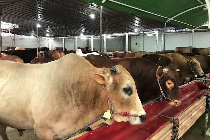 Petugas Mulai Periksa Kesehatan Hewan Kurban di Riau