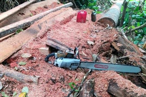 Empat Pelaku Pembalakan Liar di Riau Diamankan Gakkum LHK