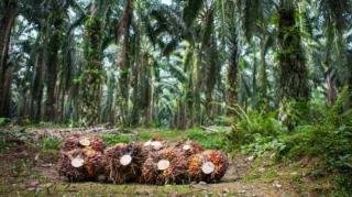 Target PSR Kelapa Sawit di Riau Tahun Ini 10.550 Hektare
