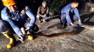 Personil Damkar Pekanbaru Evakuasi Ular Sepanjang 4 Meter dari Perumahan Warga 