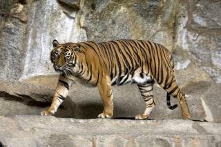 Lokasi Konflik Harimau dengan Manusia di Inhil Marak Pembalakan Liar