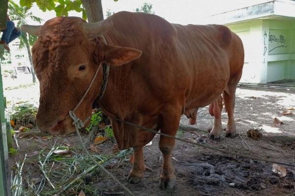 Empat Sapi Milik Peternak di Riau Masuk Kandidat Sapi Kurban Presiden