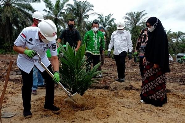 Progres Peremajaan Sawit Rakyat di Riau Capai 1.573,1125 Ha