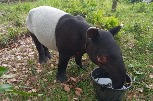 Warga Inhil Riau Temukan Tapir Terperosok di Parit