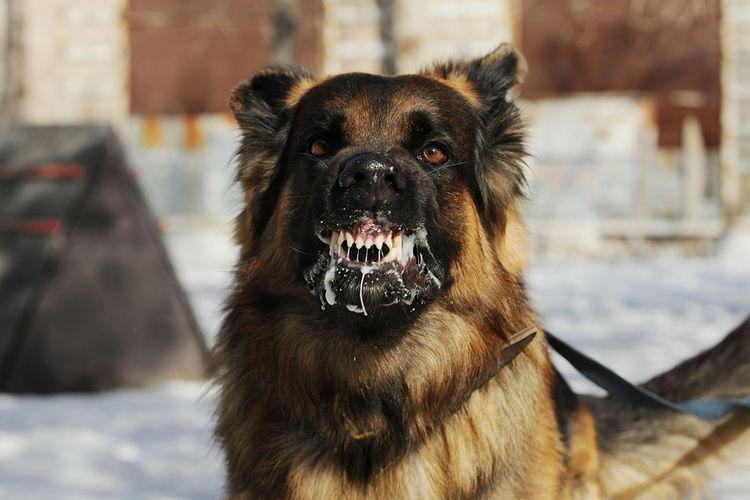 11.236 Dosis Vaksin Sudah Disuntikkan Pada Hewan Penular Rabies di Riau