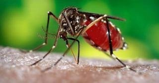 Kasus DBD di Riau Terus Menurun, Kadiskes Riau Ajak Warga Jadi Kader Jumantik 