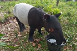Warga Inhil Riau Temukan Tapir Terperosok di Parit