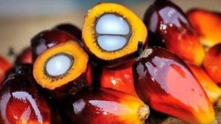 Harga Sawit Petani Swadaya di Riau Juga Naik, Ini Rincian Harganya