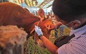 Antisipasi Penyakit Antraks, Pemprov Perketat Lalulintas Hewan Masuk ke Riau