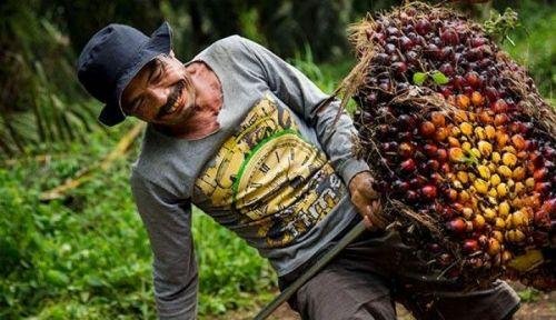 Harga TBS Sawit Mitra Swadaya Riau Periode 26 Juli hingga 1 Agustus 2023